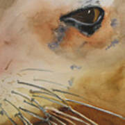 Sea Lion Eye Art Print