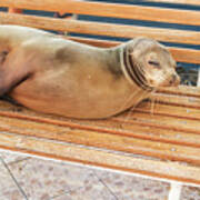 Sea Lion On A Bench, Galapagos Islands Art Print