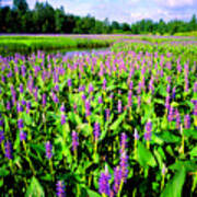 Sea Of Pickerelweed Art Print