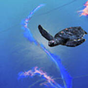 Sea Turtle Art Print