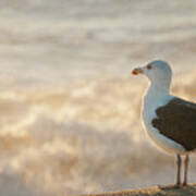 Seagull At Sunrise Art Print