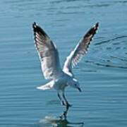 Seagull Landing With Water Reflections. Art Print