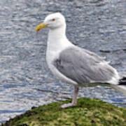 Seagull Posing Art Print