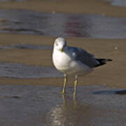 Seagull Standing Art Print