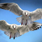 Seagulls In Flight Art Print