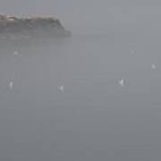 Seagulls In The Fog Art Print