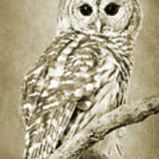 Sepia Owl Art Print