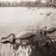 Sepia Swans Art Print