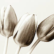 Sepia Tulips Art Print
