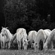 Seven White Ponies Art Print