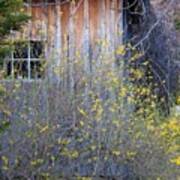 Shed And Forsythia Art Print