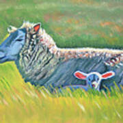 Sheep At Red Hill Farms Art Print