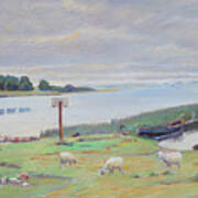Sheep Near Fjord Art Print