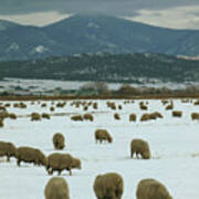 Sheep On Winter Field Art Print