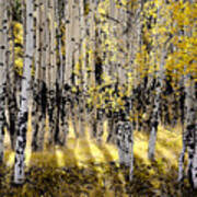 Shining Aspen Forest Art Print