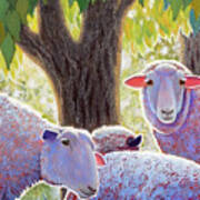 Shining Sheep Art Print