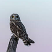 Short-eared Owl 2018-1 Art Print