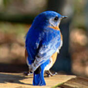 Showing Off My Beautiful Blue Feathers In The Sunlight Art Print