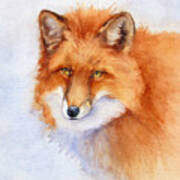 Shy Fox Art Print