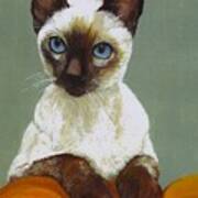 Siamese Cat Art Print