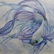 Betta Siamese Fighting Fish Art Print