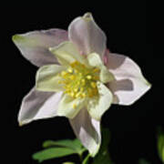 Silky Soft Columbine Art Print