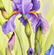 Single Iris Art Print