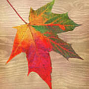 Single Leaf Shades Of Autumn Art Print