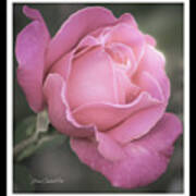 Single Stem Pink Rose Art Print