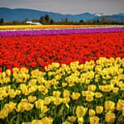 Skagit Valley Tulips Art Print