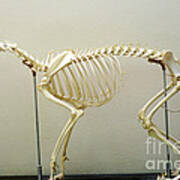 Skeleton Of A Domestic Dog Art Print