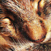 Sleeping Tabby Art Print