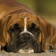 Sleepy Boxer Puppy Art Print