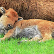 Sleepy Head Buffalo Calf Art Print