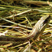 Snake In The Grass Art Print