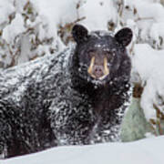 Snow Bear Stare Art Print