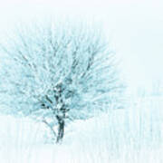 Snow Field Tree Art Print