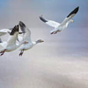 Snow Geese In Flight Art Print