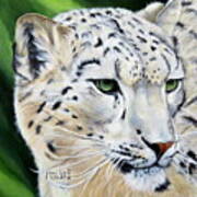 Snow Leopard Portrait Art Print