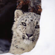 Snow Leopard Uncia Uncia Adult, Looking Art Print