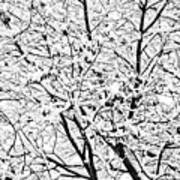 Snow On Branches Art Print