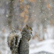 Snow Squirrel Art Print