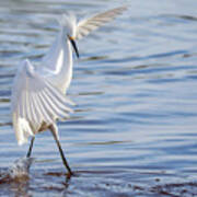 Snowy Egret 0322-111217-1cr Art Print