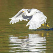 Snowy Egret 5272-092117-1cr Art Print