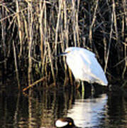 Snowy Egret And A Guy From The Hood Art Print