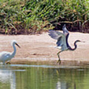 Snowy Egret Chasing Tricolored Heron Art Print