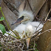 Snowy Egret Chick Family Art Print