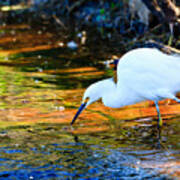 Snowy Egret Hunting 2 Art Print