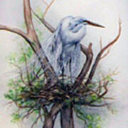 Snowy Egret On Nest Art Print