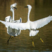 Snowy Egrets Fight 3638-112317-2cr Art Print